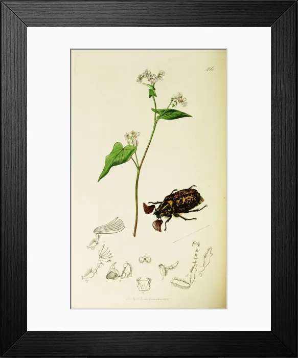 Framed Print : Curtis British Entomology Plate 406 Framed Print : Curtis British Entomology Plate 406