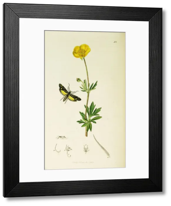 Framed Print : Curtis British Entomology Plate 408 Framed Print : Curtis British Entomology Plate 408