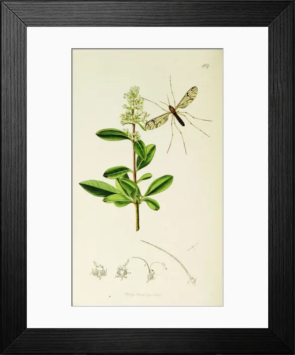 Framed Print : Curtis British Entomology Plate 409 Framed Print : Curtis British Entomology Plate 409