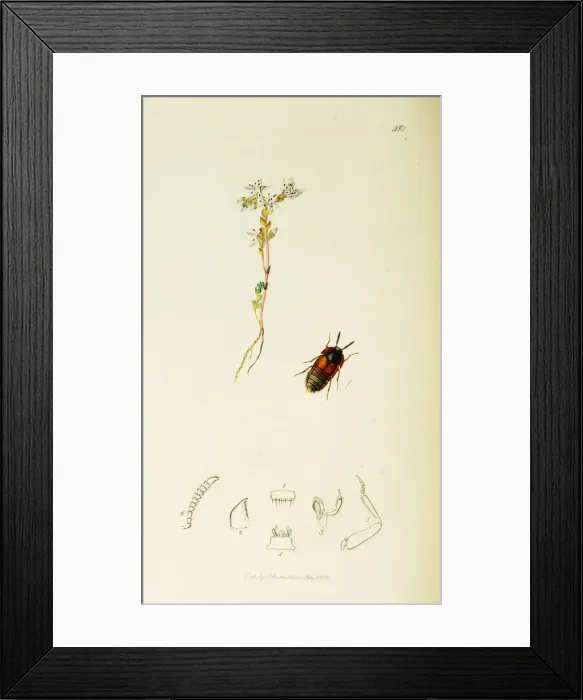 Framed Print : Curtis British Entomology Plate 410 Framed Print : Curtis British Entomology Plate 410