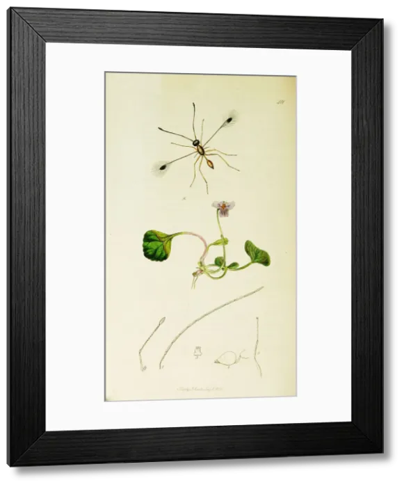 Framed Print : Curtis British Entomology Plate 411 Framed Print : Curtis British Entomology Plate 411