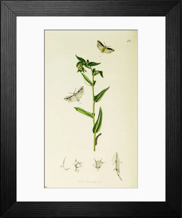 Framed Print : Curtis British Entomology Plate 412 Framed Print : Curtis British Entomology Plate 412