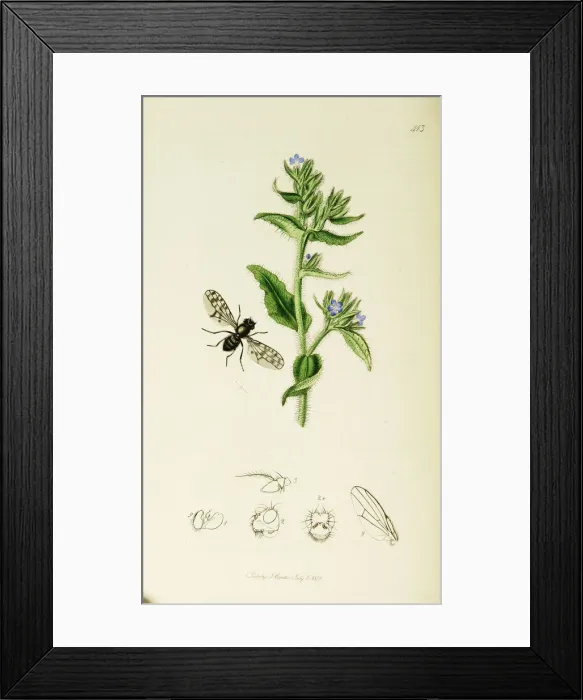 Framed Print : Curtis British Entomology Plate 413 Framed Print : Curtis British Entomology Plate 413