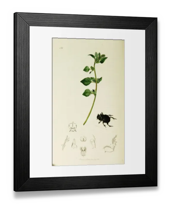 Framed Print : Curtis British Entomology Plate 414 Framed Print : Curtis British Entomology Plate 414