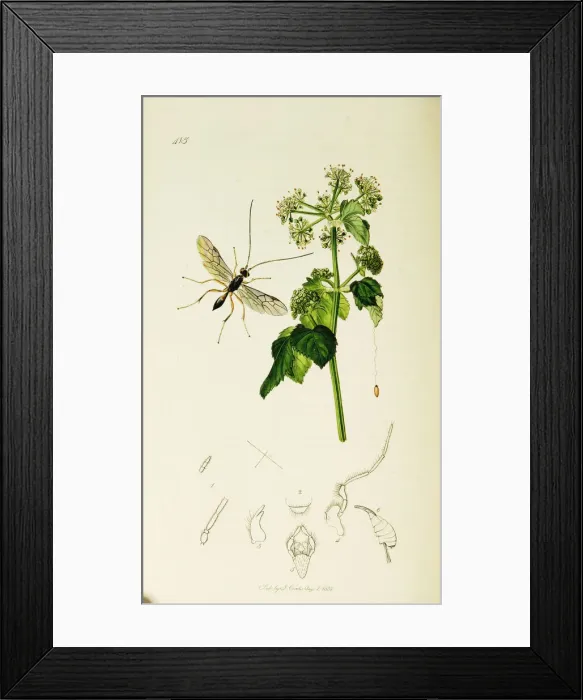 Framed Print : Curtis British Entomology Plate 415 Framed Print : Curtis British Entomology Plate 415