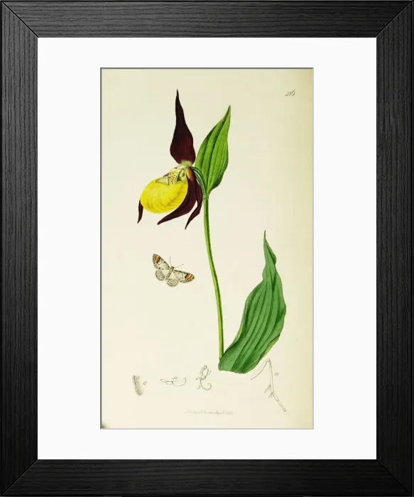 Framed Print : Curtis British Entomology Plate 416 Framed Print : Curtis British Entomology Plate 416