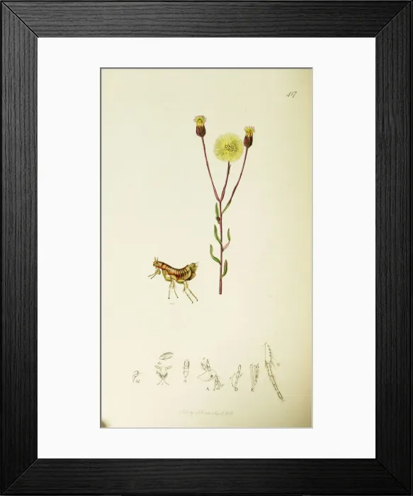 Framed Print : Curtis British Entomology Plate 417 Framed Print : Curtis British Entomology Plate 417