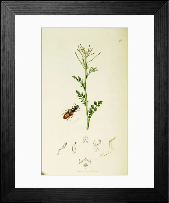 Framed Print : Curtis British Entomology Plate 418 Framed Print : Curtis British Entomology Plate 418