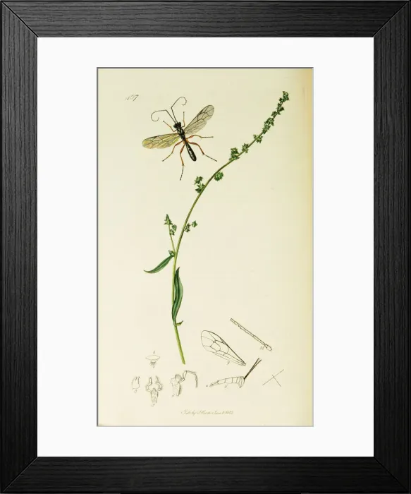 Framed Print : Curtis British Entomology Plate 407 Framed Print : Curtis British Entomology Plate 407