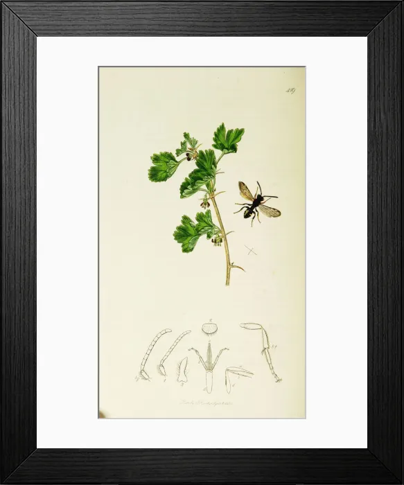 Framed Print : Curtis British Entomology Plate 419 Framed Print : Curtis British Entomology Plate 419