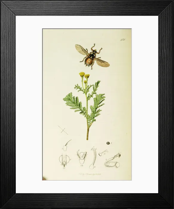 Framed Print : Curtis British Entomology Plate 421 Framed Print : Curtis British Entomology Plate 421