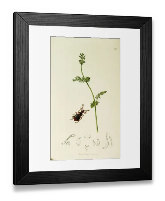 Framed Print : Curtis British Entomology Plate 422 Framed Print : Curtis British Entomology Plate 422