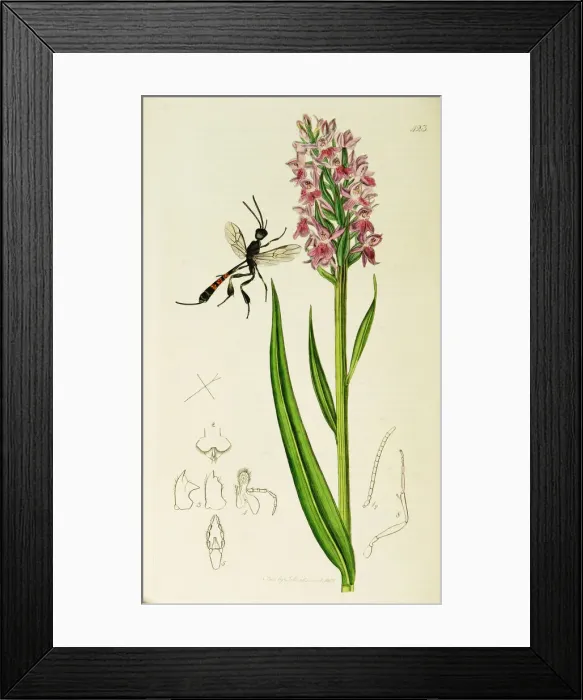 Framed Print : Curtis British Entomology Plate 423 Framed Print : Curtis British Entomology Plate 423