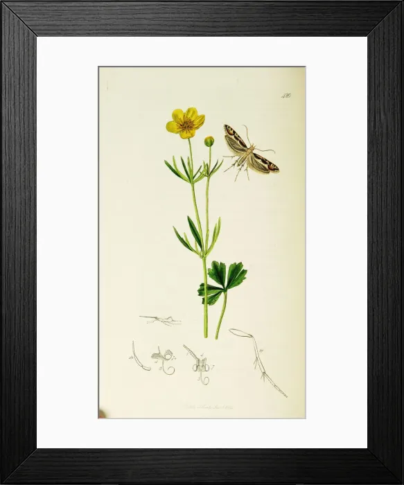Framed Print : Curtis British Entomology Plate 420 Framed Print : Curtis British Entomology Plate 420