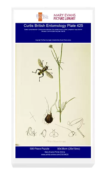 Curtis British Entomology Plate 425