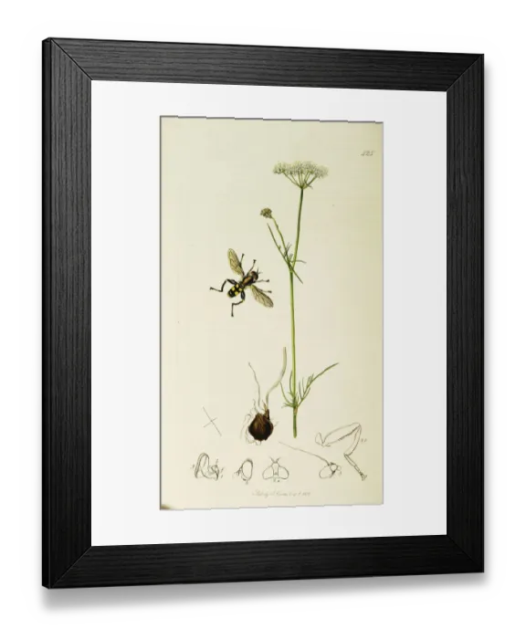 Framed Print : Curtis British Entomology Plate 425 Framed Print : Curtis British Entomology Plate 425