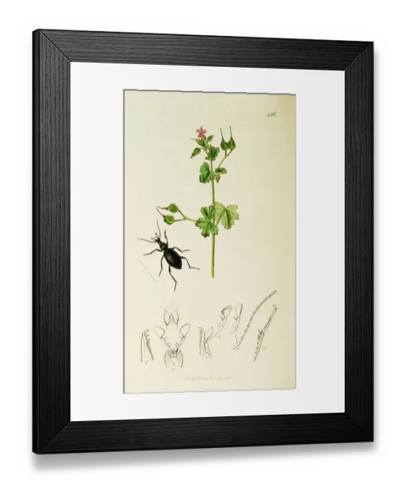 Framed Print : Curtis British Entomology Plate 426 Framed Print : Curtis British Entomology Plate 426