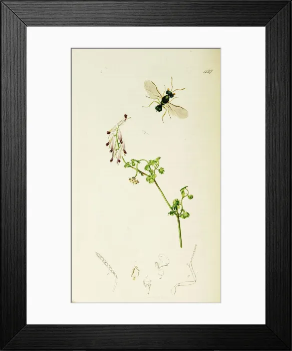 Framed Print : Curtis British Entomology Plate 427 Framed Print : Curtis British Entomology Plate 427
