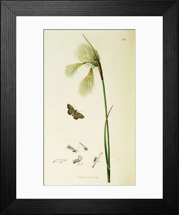 Framed Print : Curtis British Entomology Plate 428 Framed Print : Curtis British Entomology Plate 428