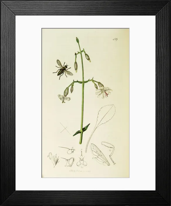 Framed Print : Curtis British Entomology Plate 429 Framed Print : Curtis British Entomology Plate 429