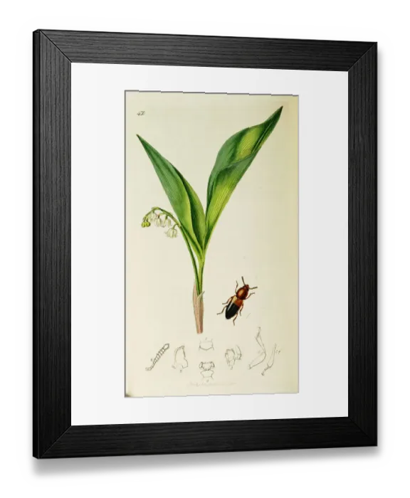 Framed Print : Curtis British Entomology Plate 430 Framed Print : Curtis British Entomology Plate 430