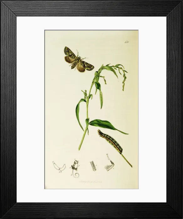 Framed Print : Curtis British Entomology Plate 431 Framed Print : Curtis British Entomology Plate 431