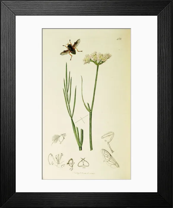 Framed Print : Curtis British Entomology Plate 432 Framed Print : Curtis British Entomology Plate 432
