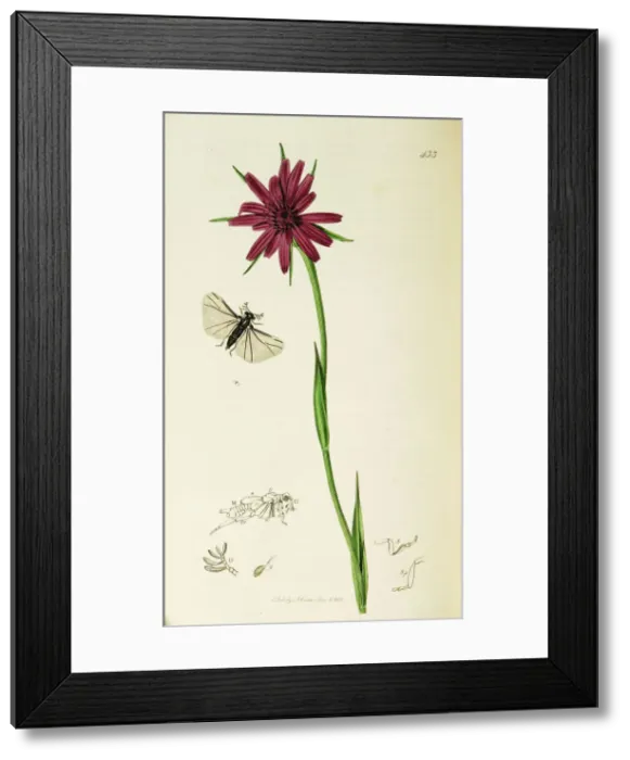 Framed Print : Curtis British Entomology Plate 433 Framed Print : Curtis British Entomology Plate 433