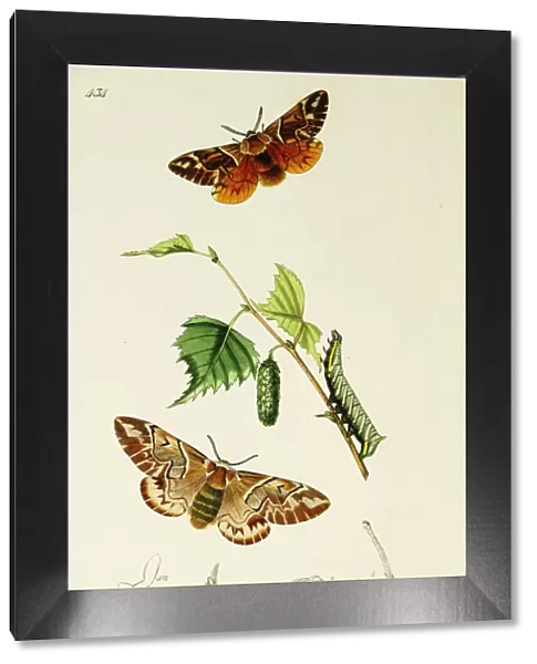 Curtis British Entomology Plate 434