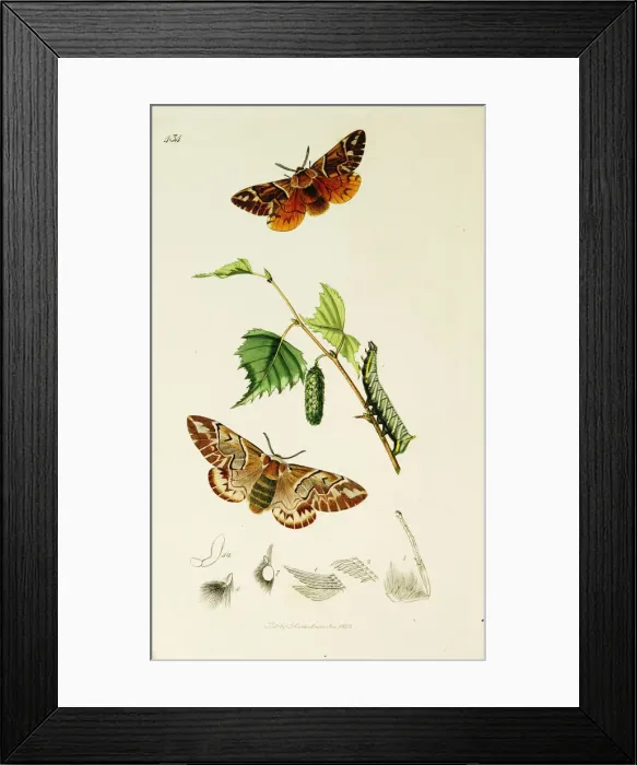 Framed Print : Curtis British Entomology Plate 434 Framed Print : Curtis British Entomology Plate 434