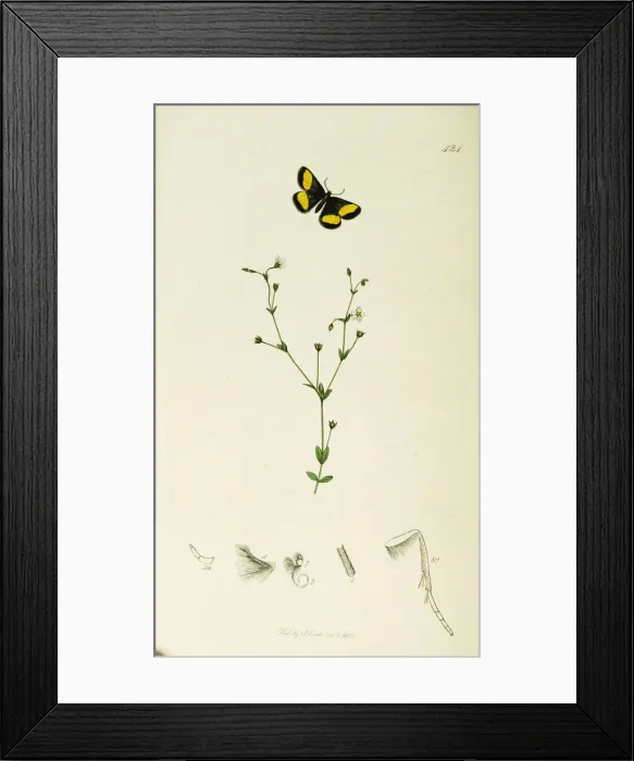 Framed Print : Curtis British Entomology Plate 424 Framed Print : Curtis British Entomology Plate 424