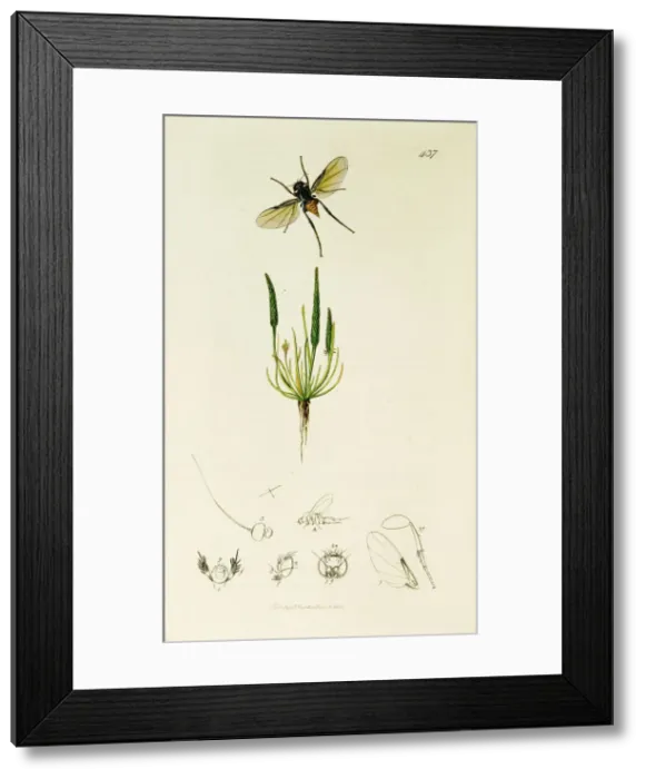Framed Print : Curtis British Entomology Plate 437 Framed Print : Curtis British Entomology Plate 437