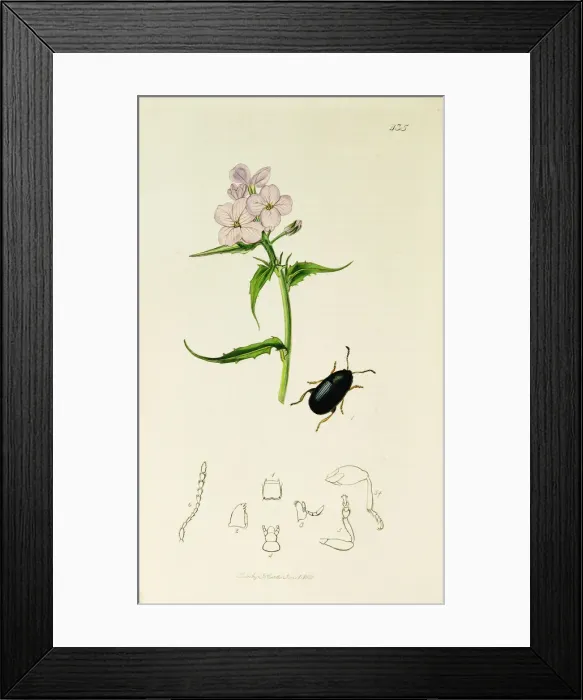 Framed Print : Curtis British Entomology Plate 435 Framed Print : Curtis British Entomology Plate 435