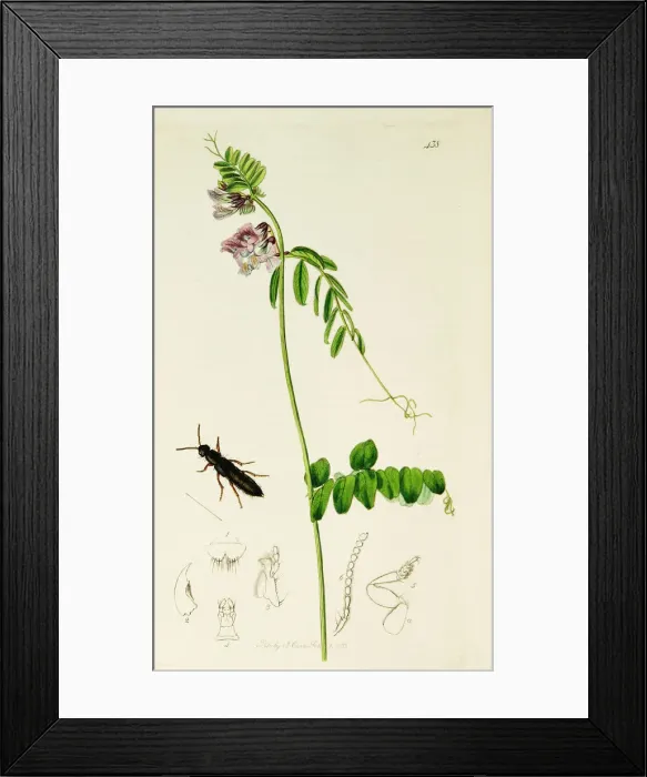 Framed Print : Curtis British Entomology Plate 438 Framed Print : Curtis British Entomology Plate 438