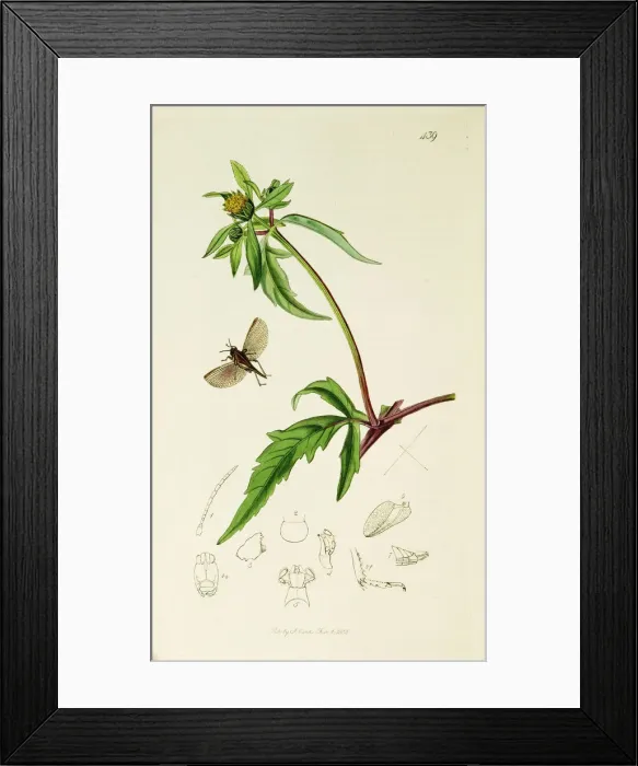 Framed Print : Curtis British Entomology Plate 439 Framed Print : Curtis British Entomology Plate 439