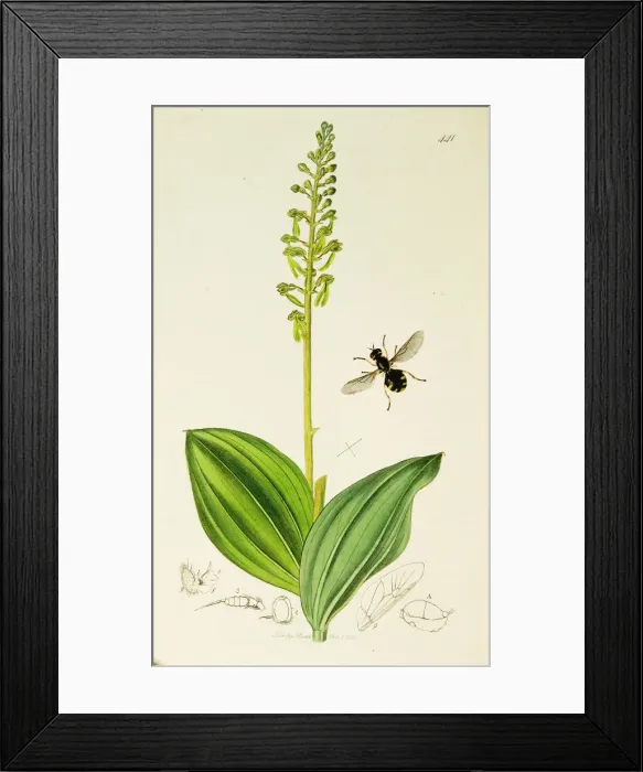 Framed Print : Curtis British Entomology Plate 441 Framed Print : Curtis British Entomology Plate 441