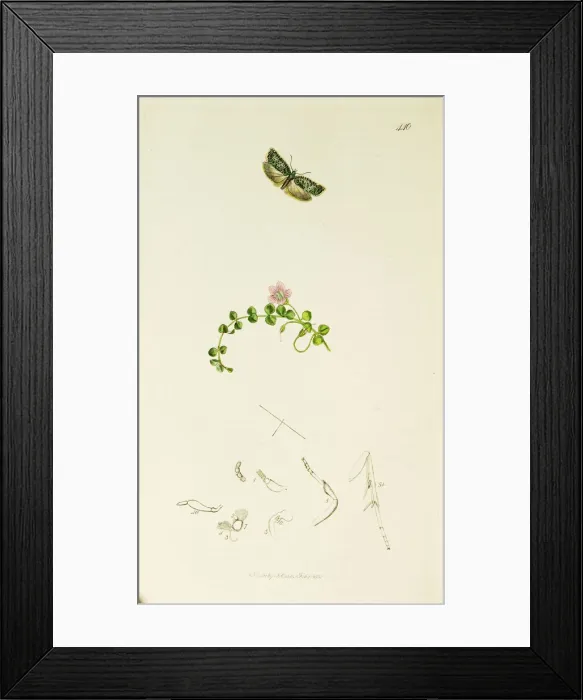Framed Print : Curtis British Entomology Plate 440 Framed Print : Curtis British Entomology Plate 440