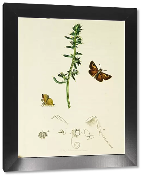 Curtis British Entomology Plate 442