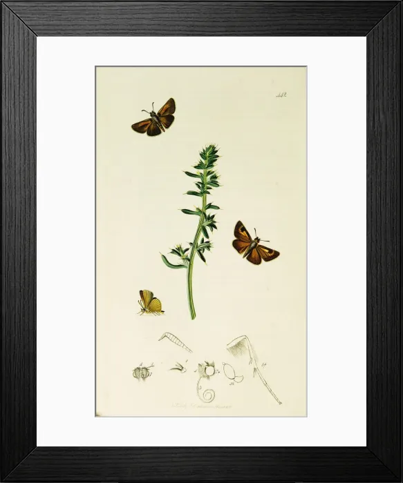 Framed Print : Curtis British Entomology Plate 442 Framed Print : Curtis British Entomology Plate 442