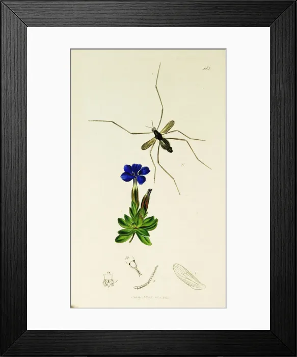 Framed Print : Curtis British Entomology Plate 444 Framed Print : Curtis British Entomology Plate 444