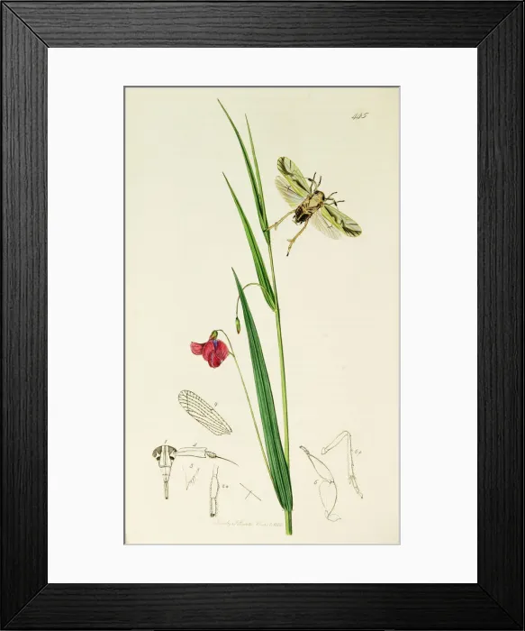 Framed Print : Curtis British Entomology Plate 445 Framed Print : Curtis British Entomology Plate 445