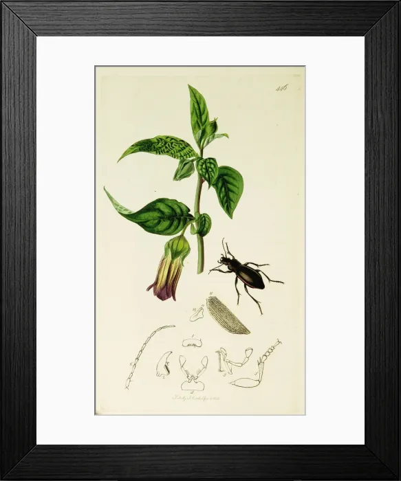 Framed Print : Curtis British Entomology Plate 446 Framed Print : Curtis British Entomology Plate 446