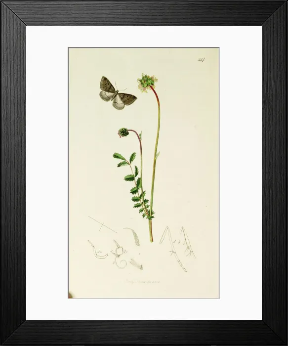 Framed Print : Curtis British Entomology Plate 447 Framed Print : Curtis British Entomology Plate 447