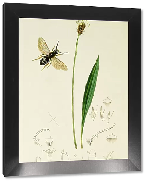 Curtis British Entomology Plate 448