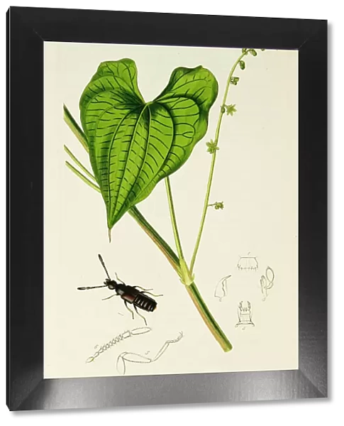 Curtis British Entomology Plate 443