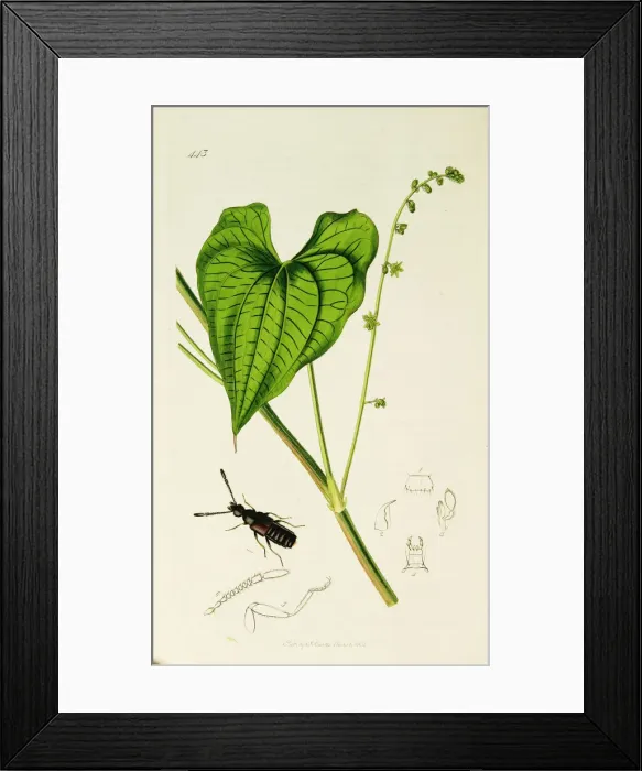 Framed Print : Curtis British Entomology Plate 443 Framed Print : Curtis British Entomology Plate 443