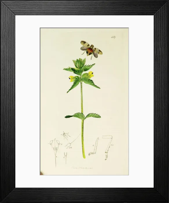 Framed Print : Curtis British Entomology Plate 449 Framed Print : Curtis British Entomology Plate 449