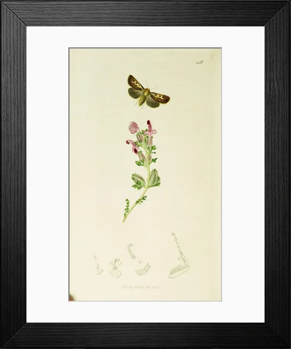 Framed Print : Curtis British Entomology Plate 451 Framed Print : Curtis British Entomology Plate 451
