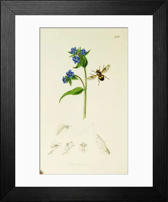Framed Print : Curtis British Entomology Plate 452 Framed Print : Curtis British Entomology Plate 452