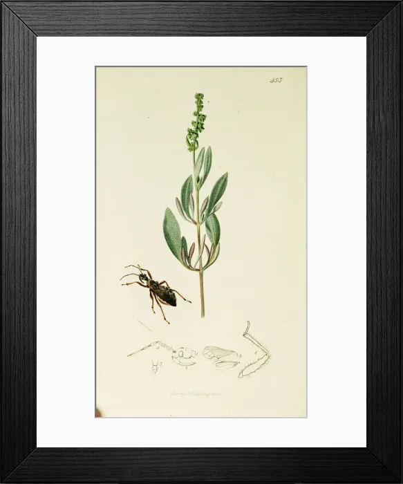 Framed Print : Curtis British Entomology Plate 453 Framed Print : Curtis British Entomology Plate 453